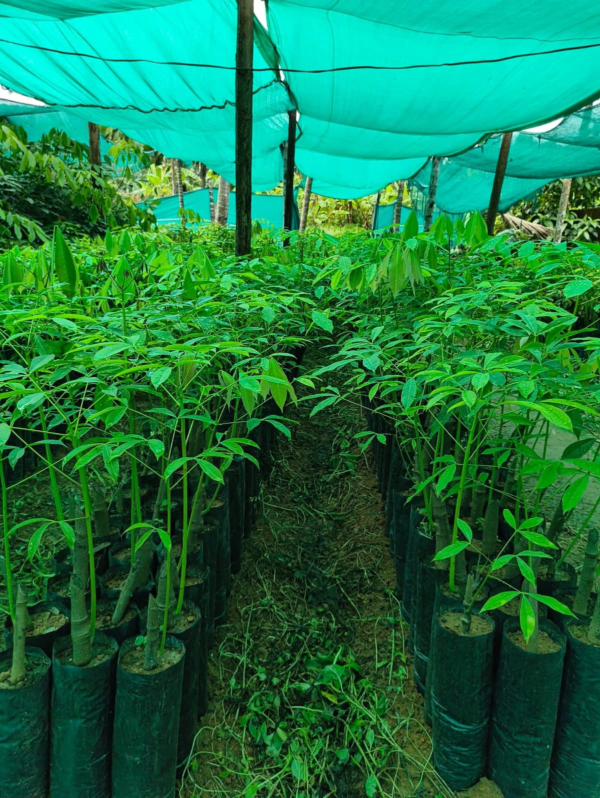 Rubber Plants